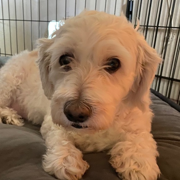 Meet your Posher, Vicky - Picture 1 of 1